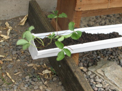 Close up of strawberry plant Eugene Habitat ReStore customer project
