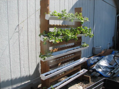 Wine racks and gutters and strawberries planted in them....these are a few of my favorite things. Eugene Habitat ReStore customer project